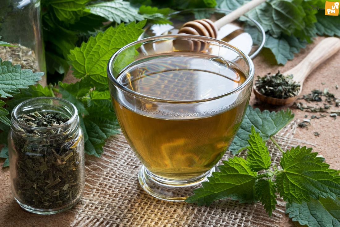 با خواص شگفت انگیز گزنه آشنا شوید! / درمان کم خونی با این گیاه پر خاصیت! + عکس